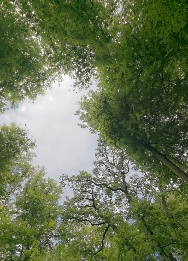 La Forêt de Brotonne