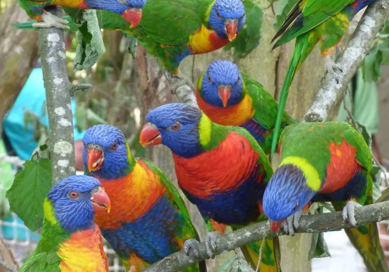 Biotropica - Loriquets